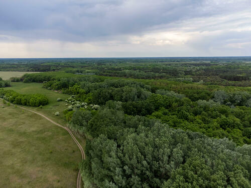 Lush forest 2